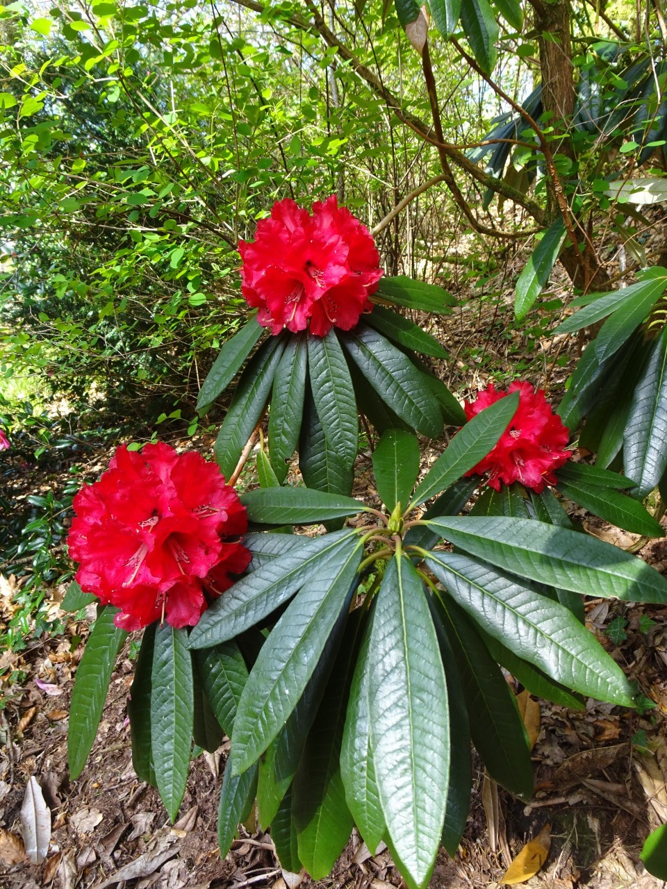 R. arboreum ssp. arboreum Stonefield Red